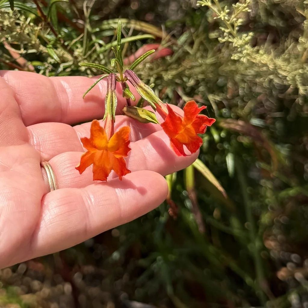 Mimulus Puniceus