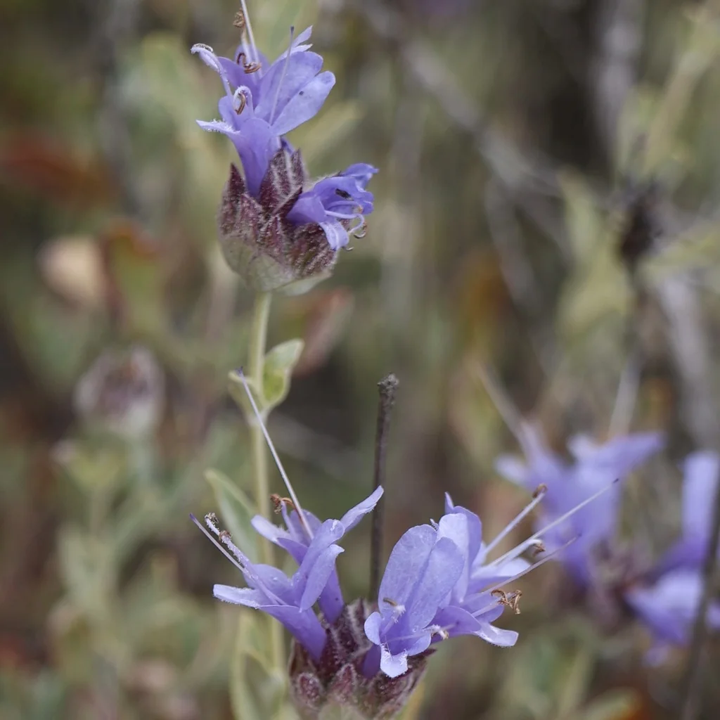 Salvia Clevelandii