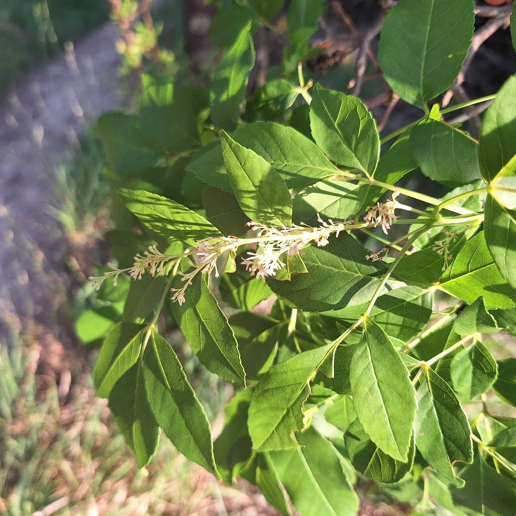 Fraxinus Ornus