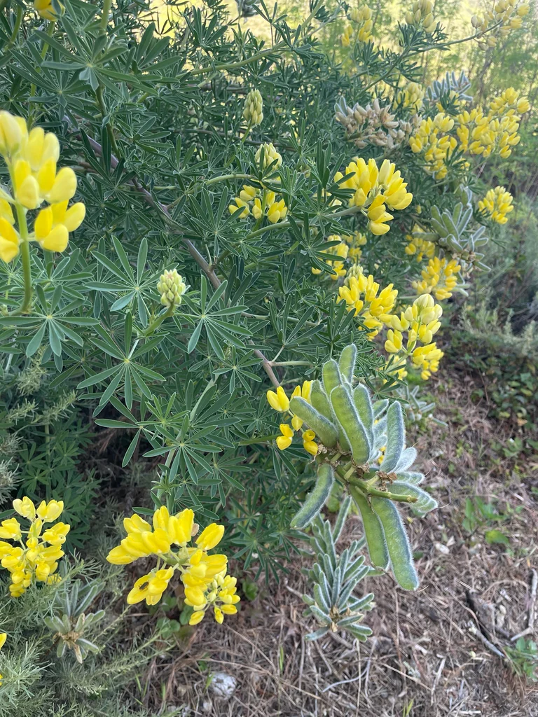 Lupinus Arboreus