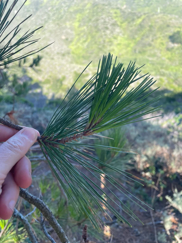 Pinus Radiata
