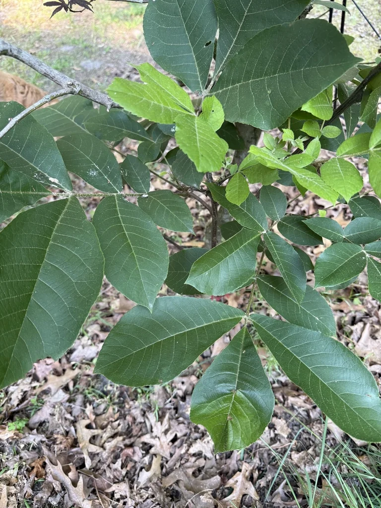 Carya Tomentosa
