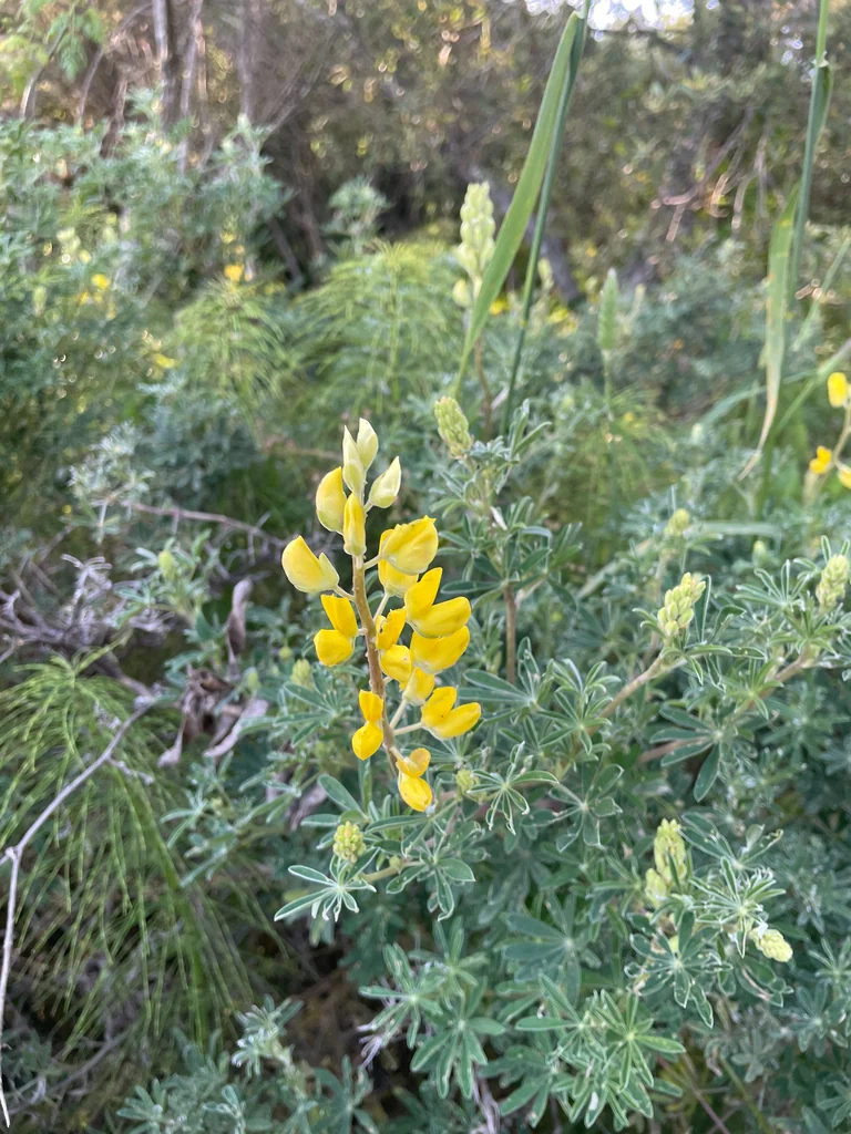 Lupinus Arboreus
