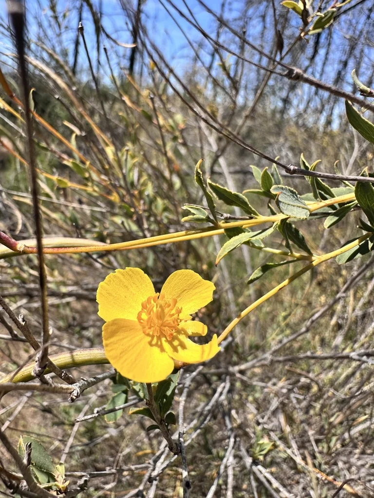 Dendromecon Rigida