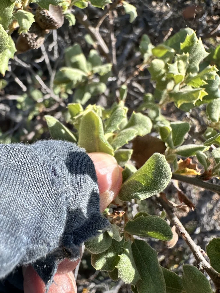 Quercus berberidifolia