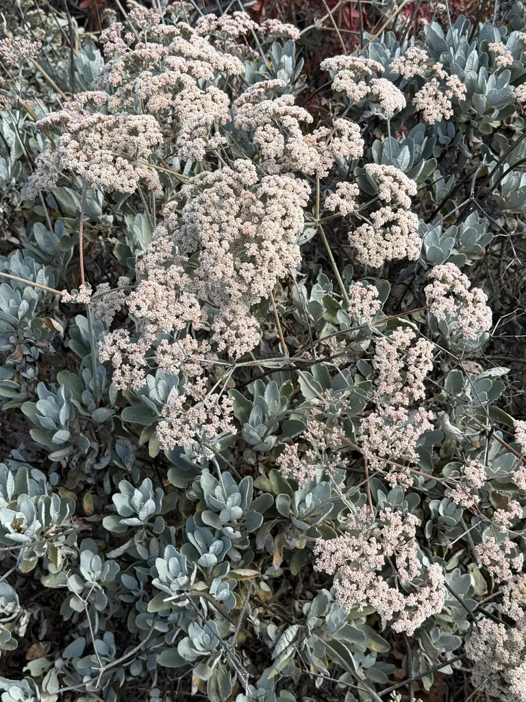 Eriogonum Giganteum