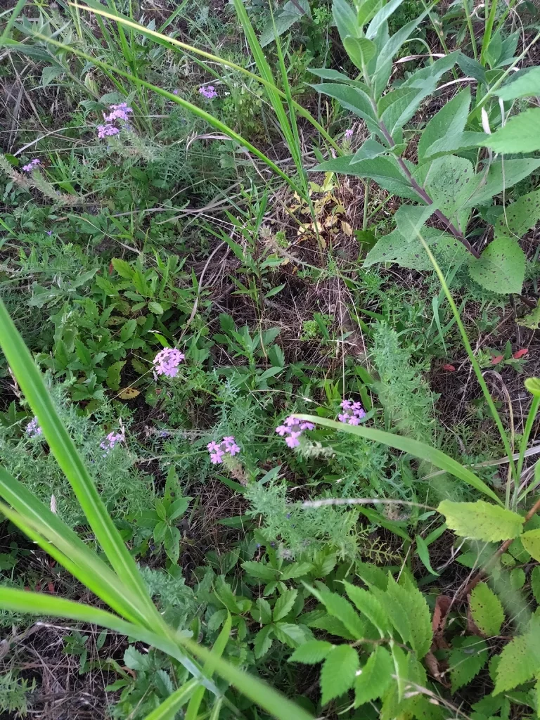 Glandularia Bipinnatifida