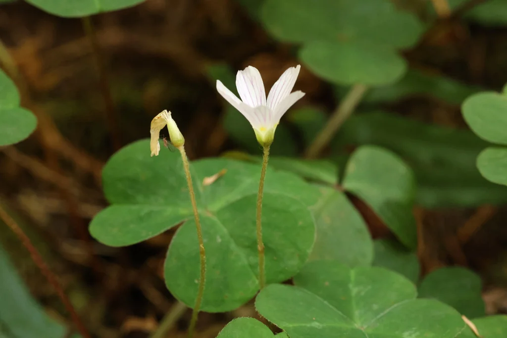 Oxalis Oregana