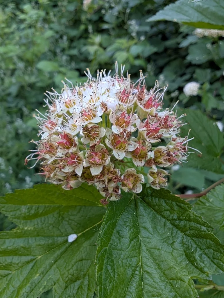 Physocarpus Capitatus