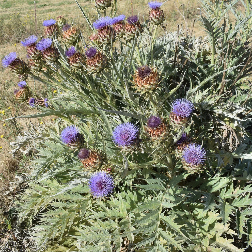 Cynara cardunculus