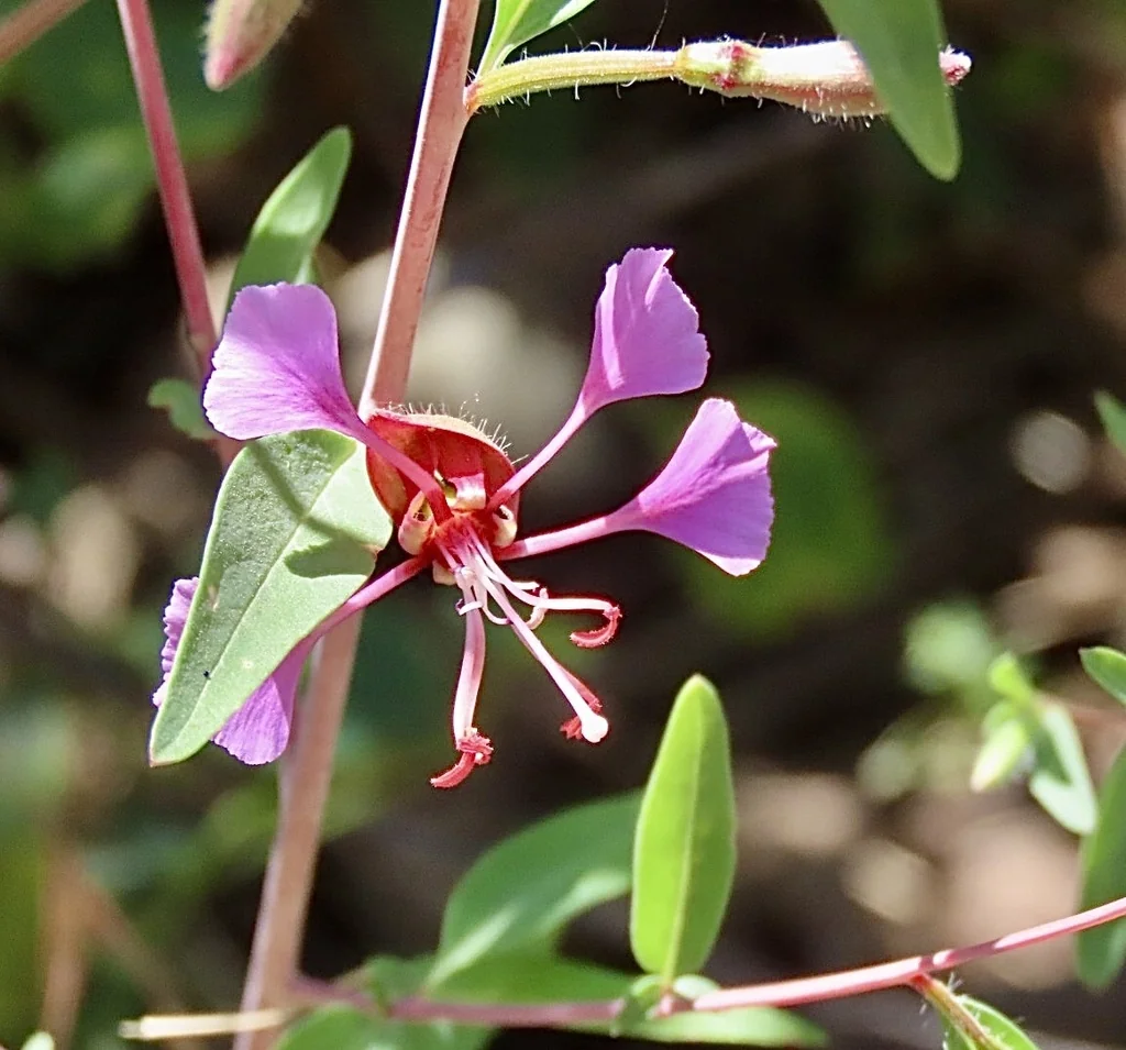 Clarkia Unguiculata