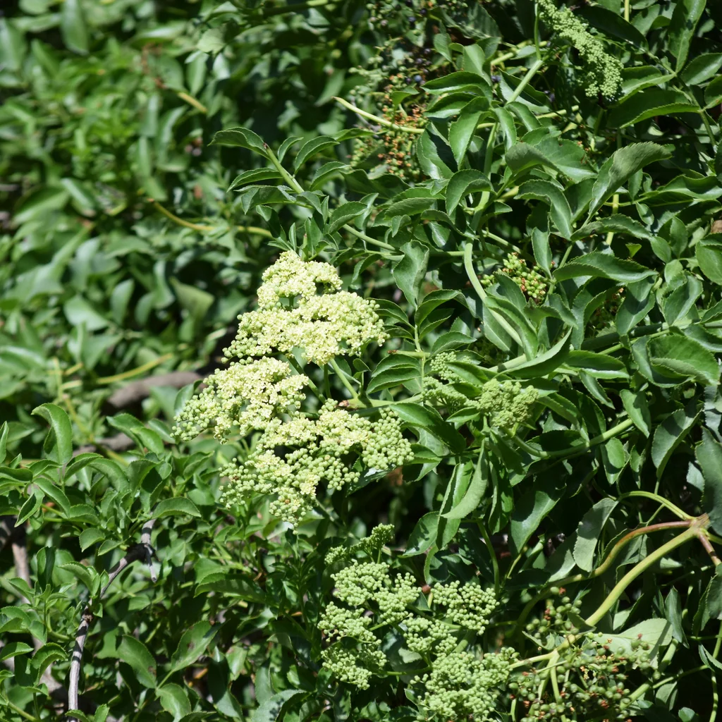 Sambucus Mexicana