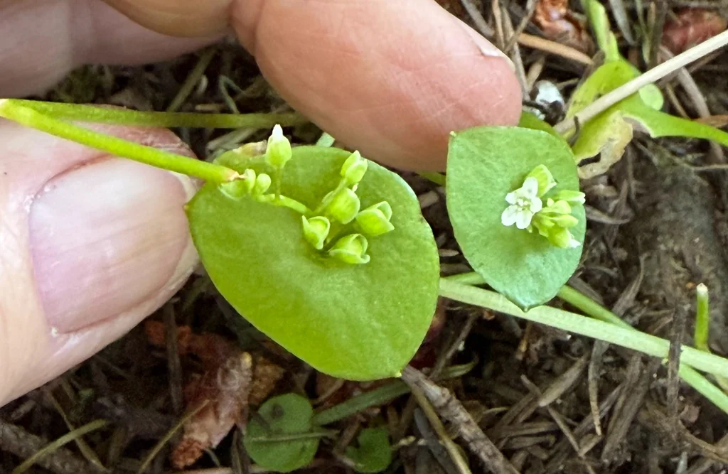 Claytonia Perfoliata