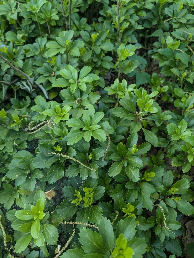Pachysandra Terminalis
