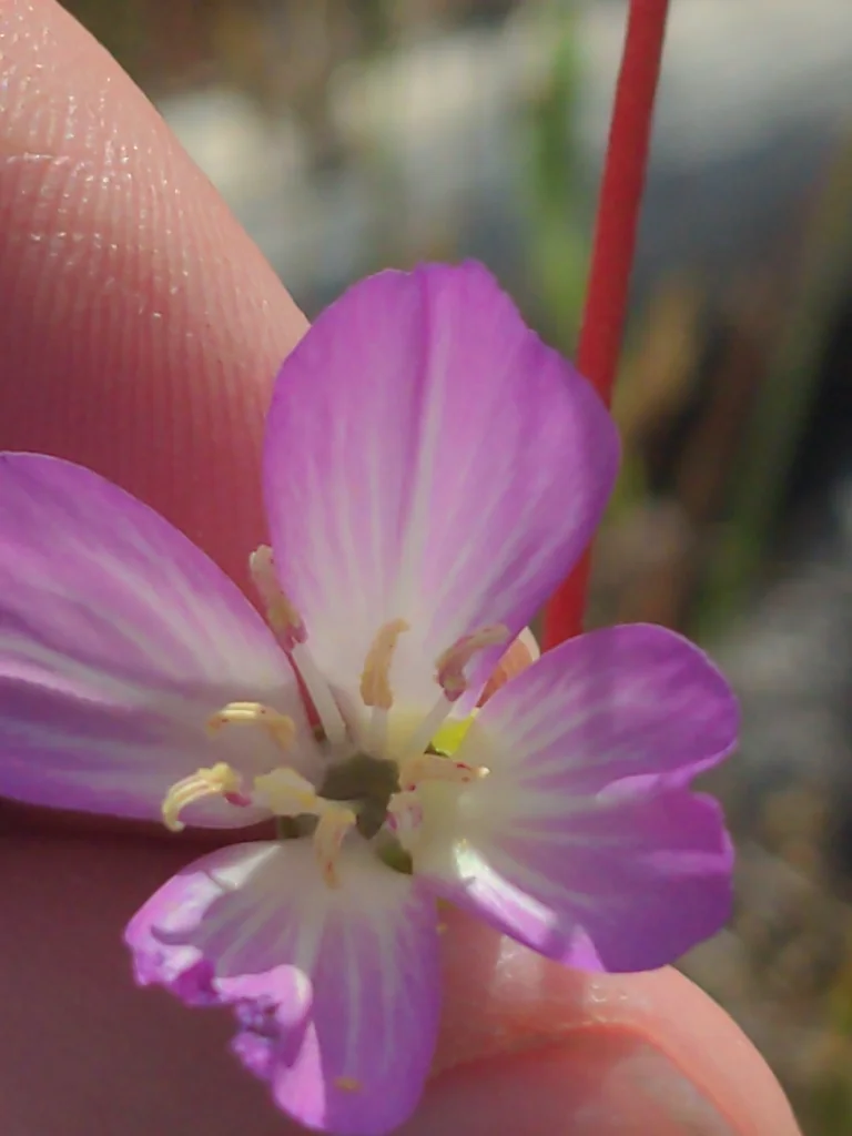 Clarkia Amoena