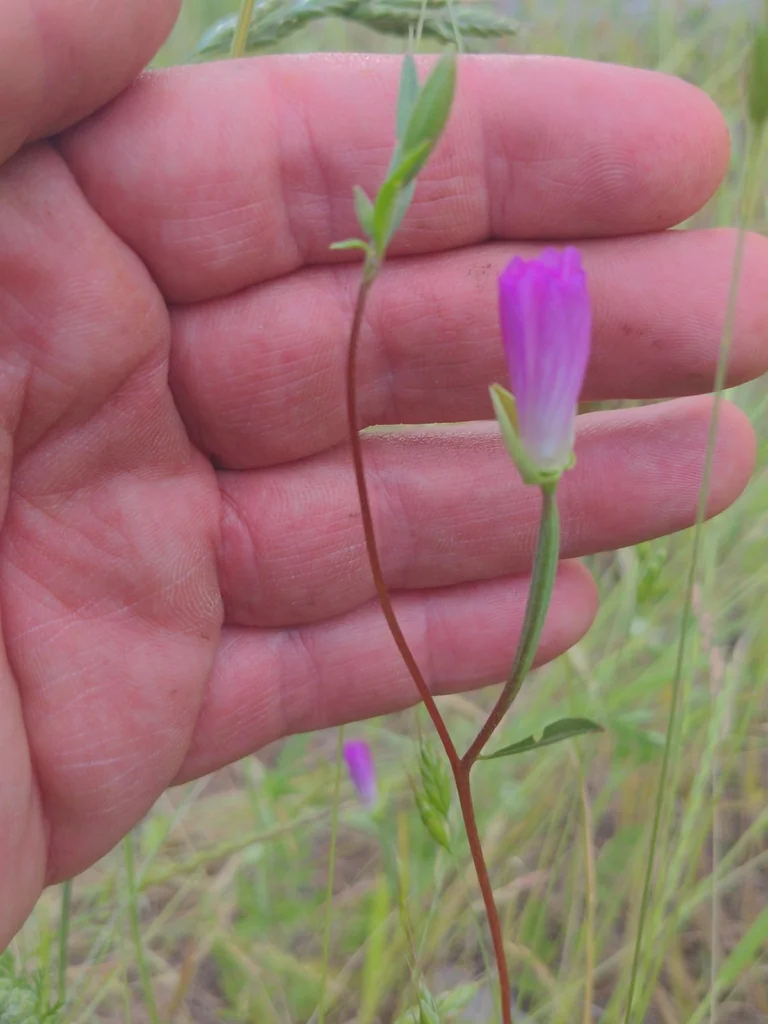 Clarkia Amoena