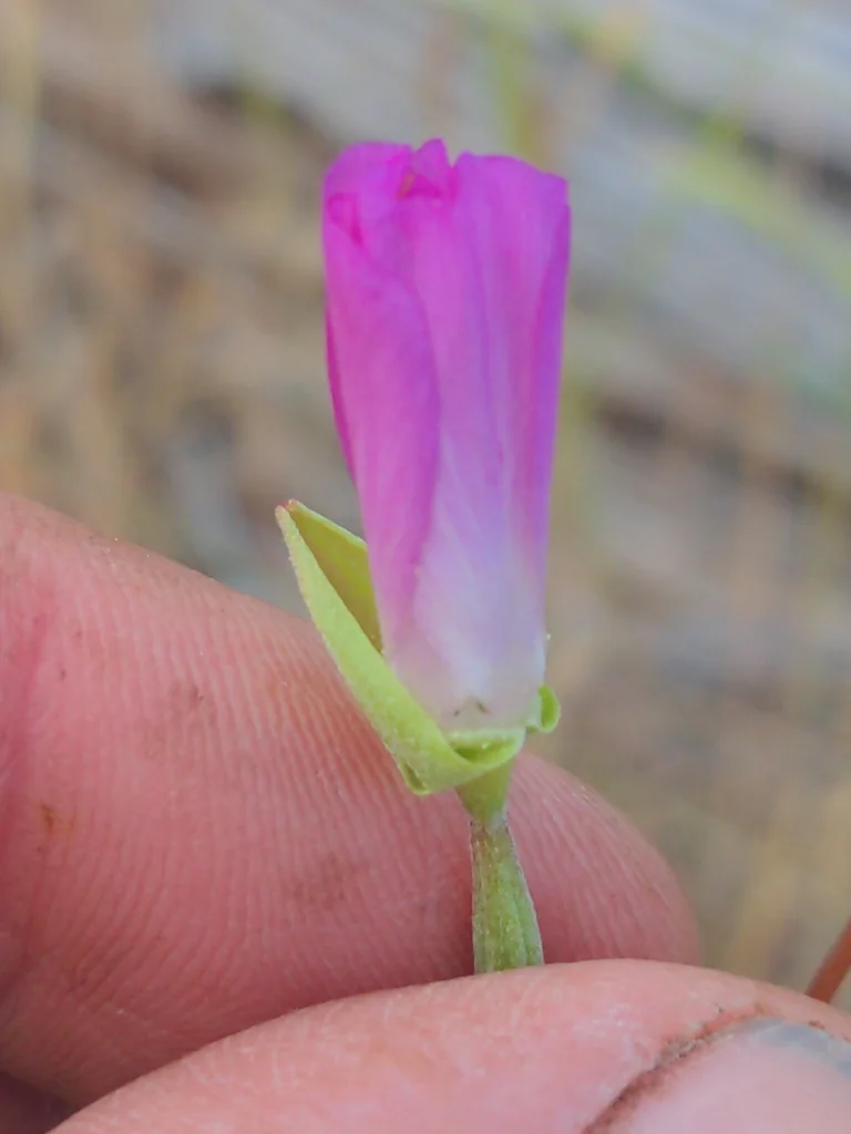 Clarkia Amoena