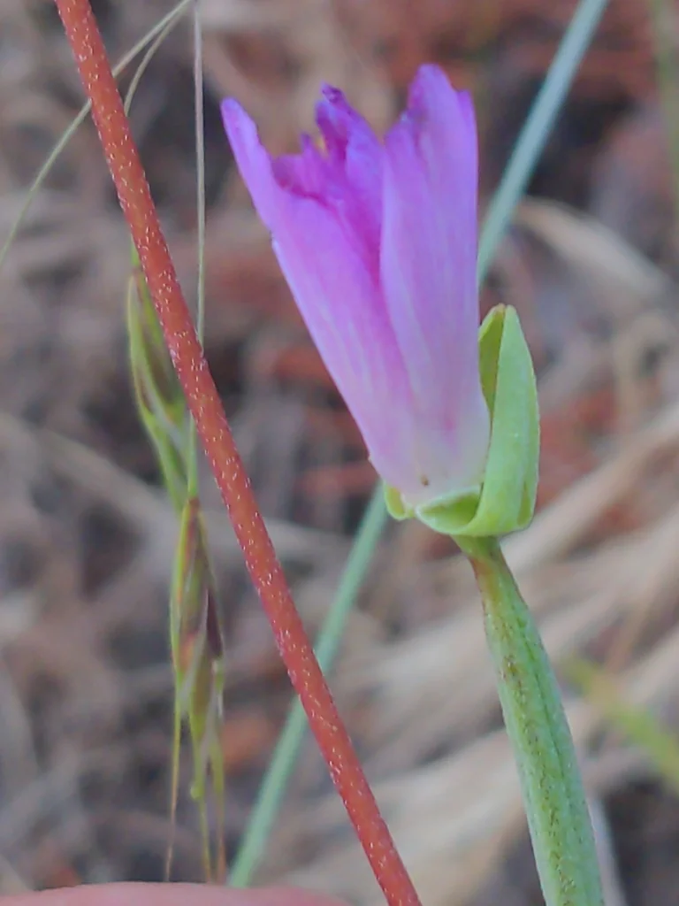 Clarkia Amoena