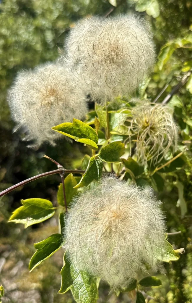 Clematis Lasiantha