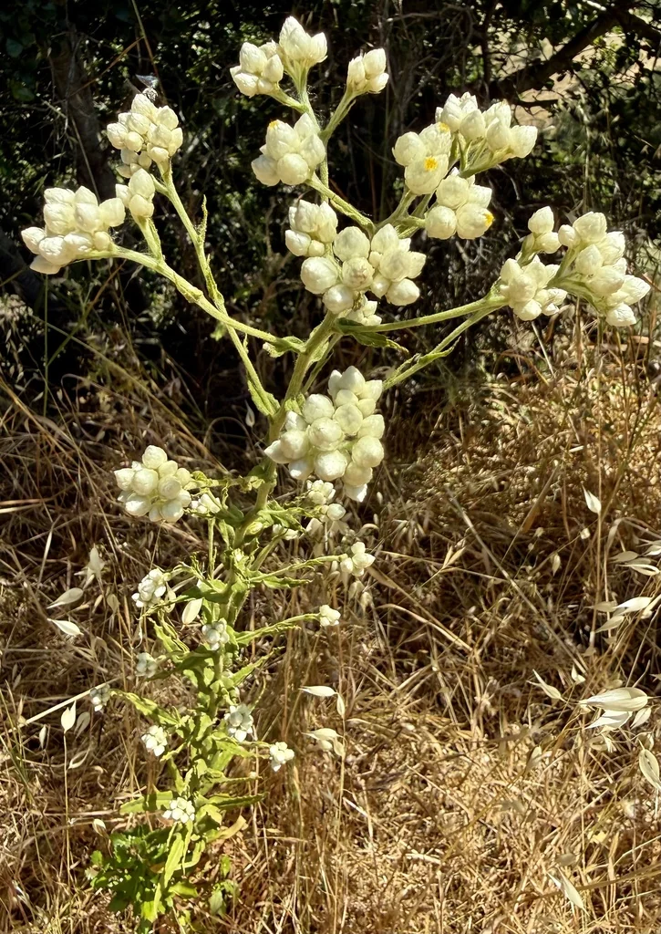 Pseudognaphalium Californicum