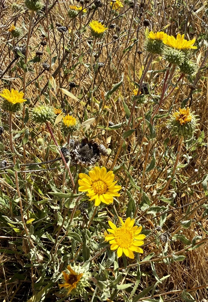Grindelia Hirsutula