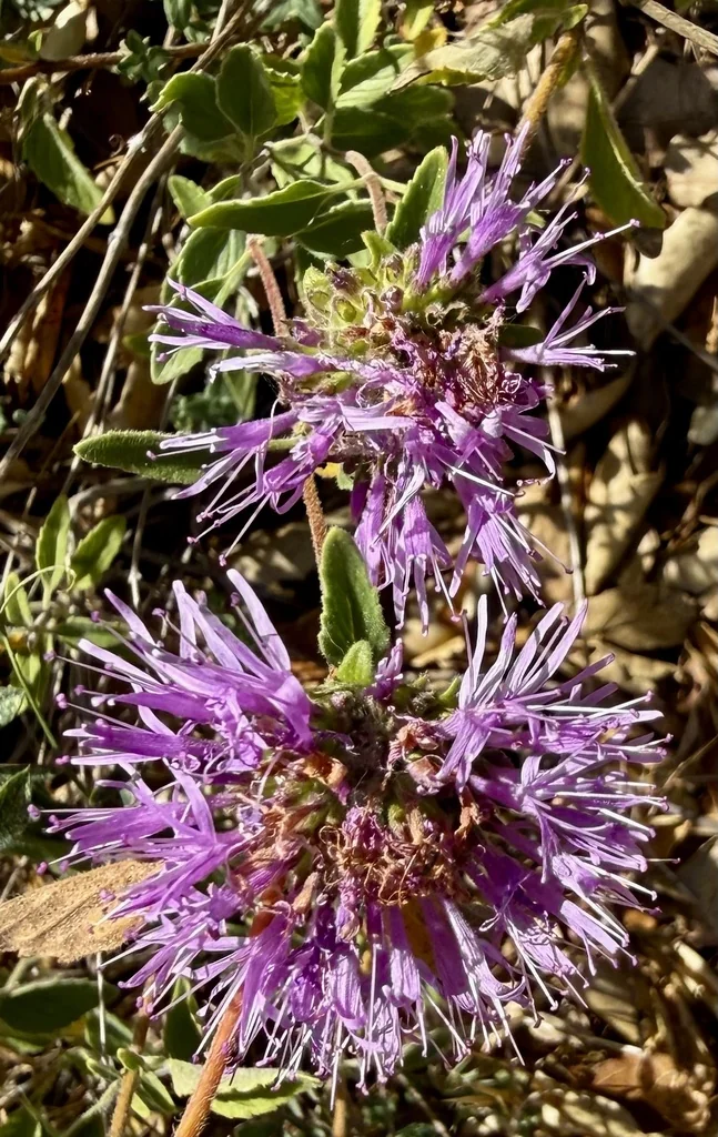 Monardella Villosa