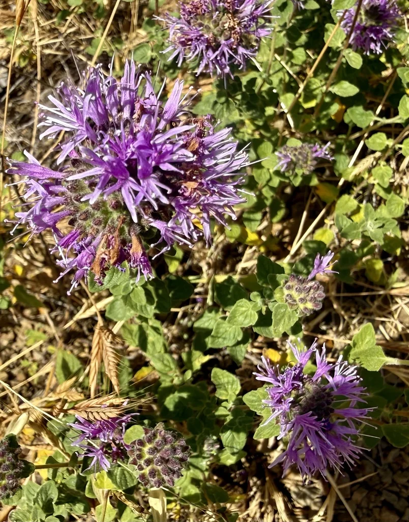 Monardella Villosa