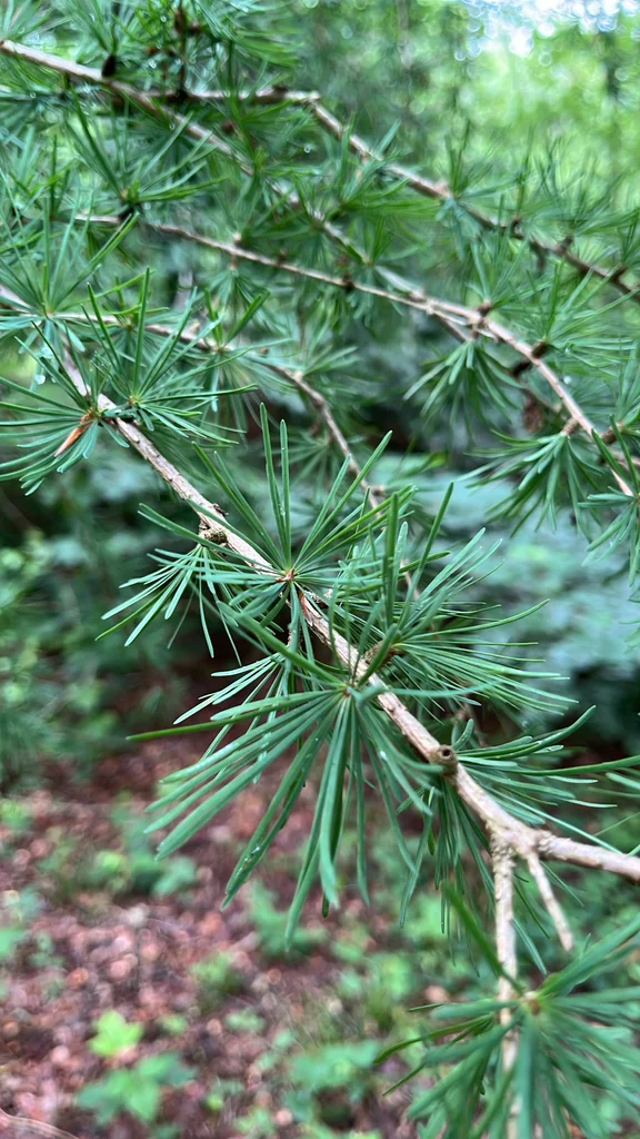 Larix Decidua