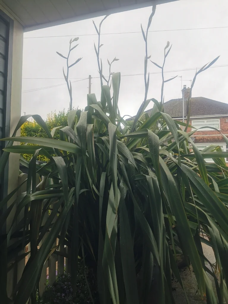 Phormium Tenax
