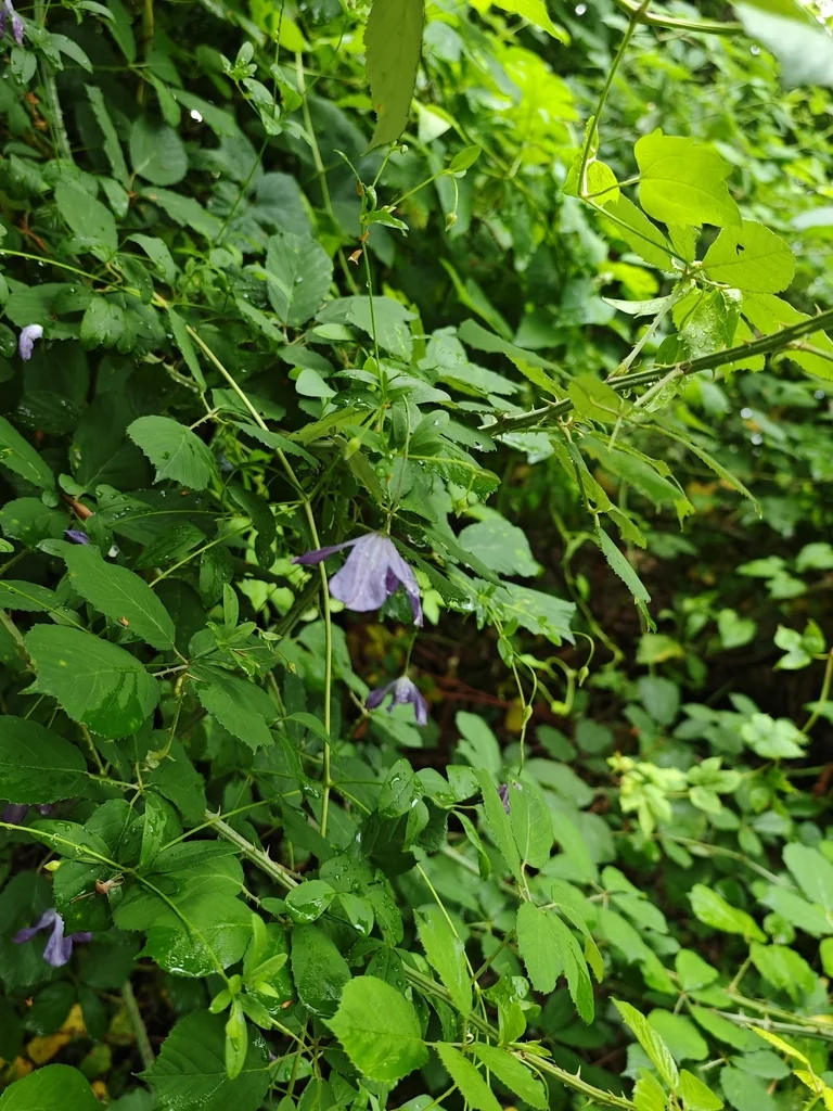 Clematis Viticella