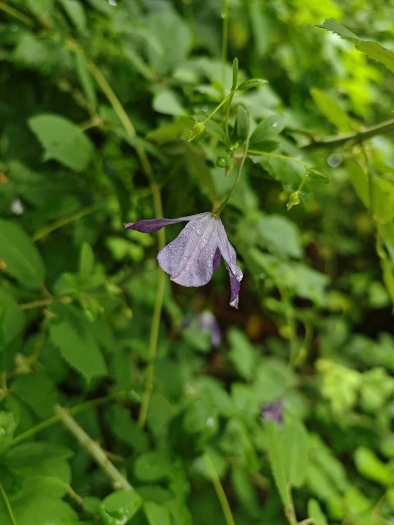Clematis Viticella