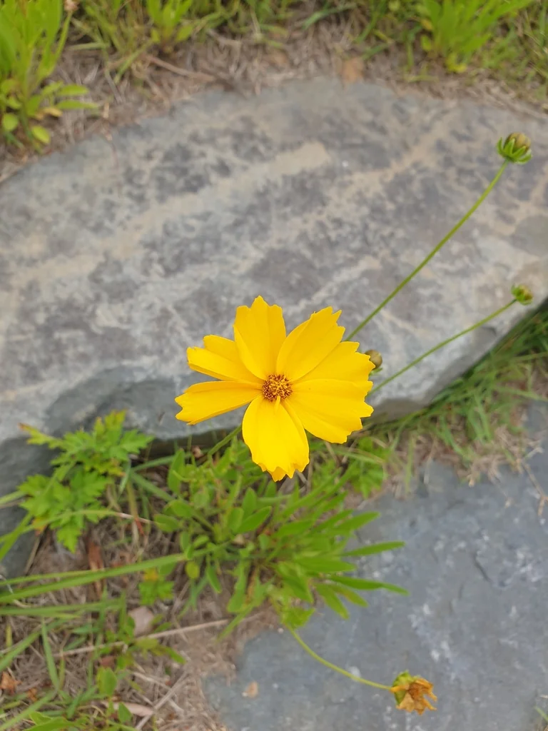 Coreopsis Lanceolata