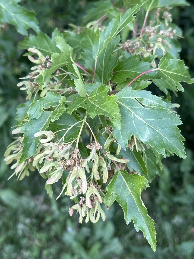 Acer Ginnala
