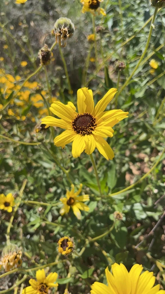 Encelia californica