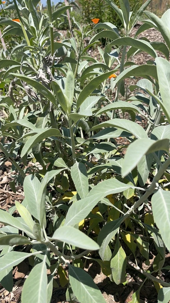 Salvia Apiana