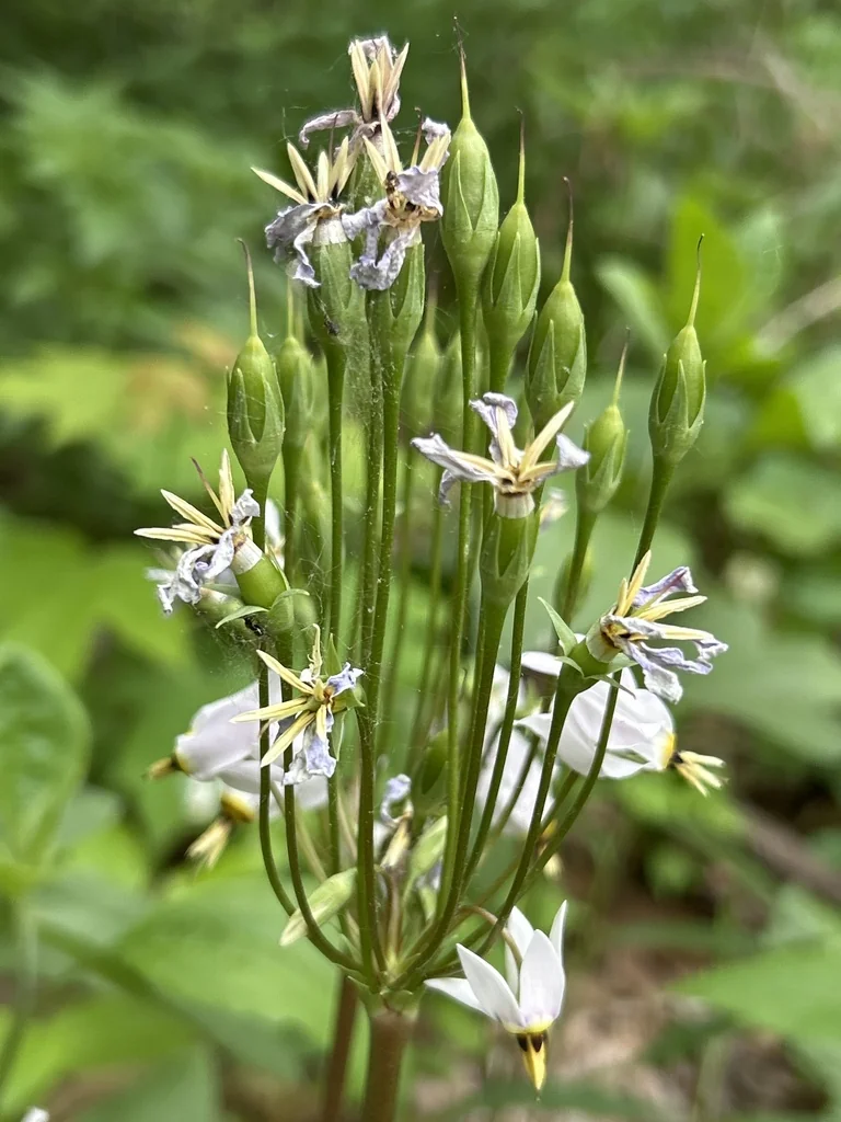 Dodecatheon Meadia