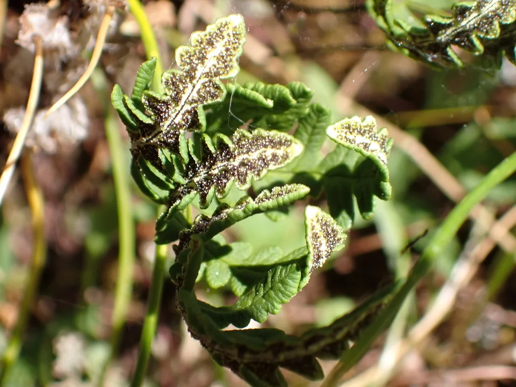 Pentagramma Triangularis