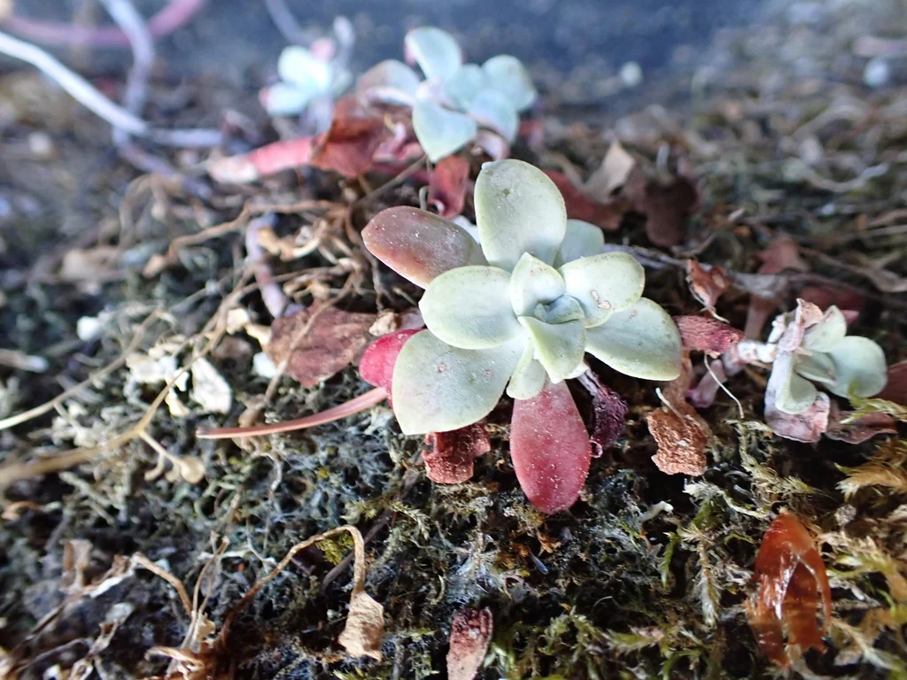 Sedum Spathulifolium
