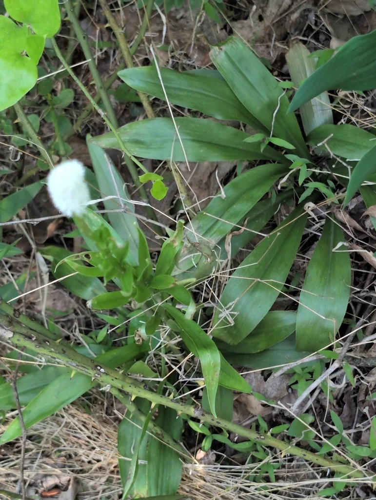 Chamaelirium Luteum