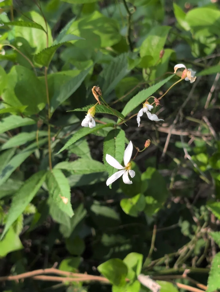 Porteranthus Trifoliatus