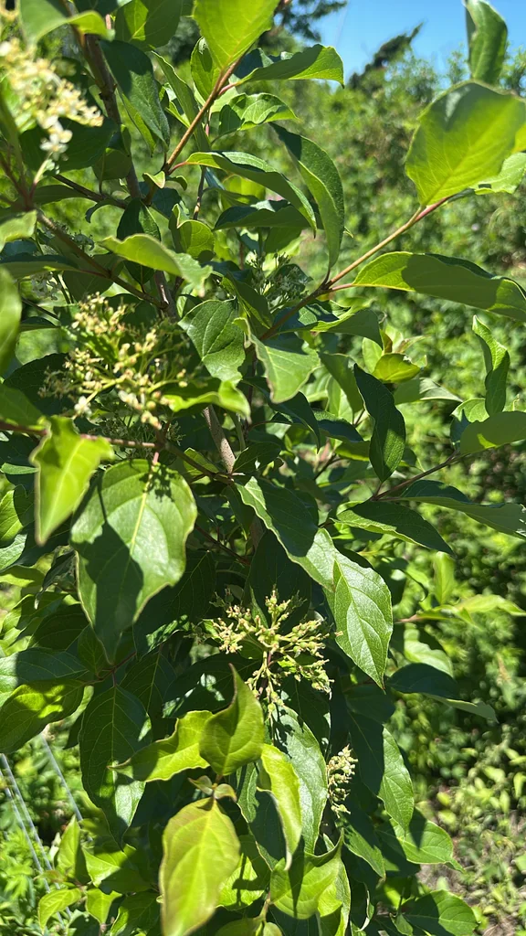 Cornus Racemosa