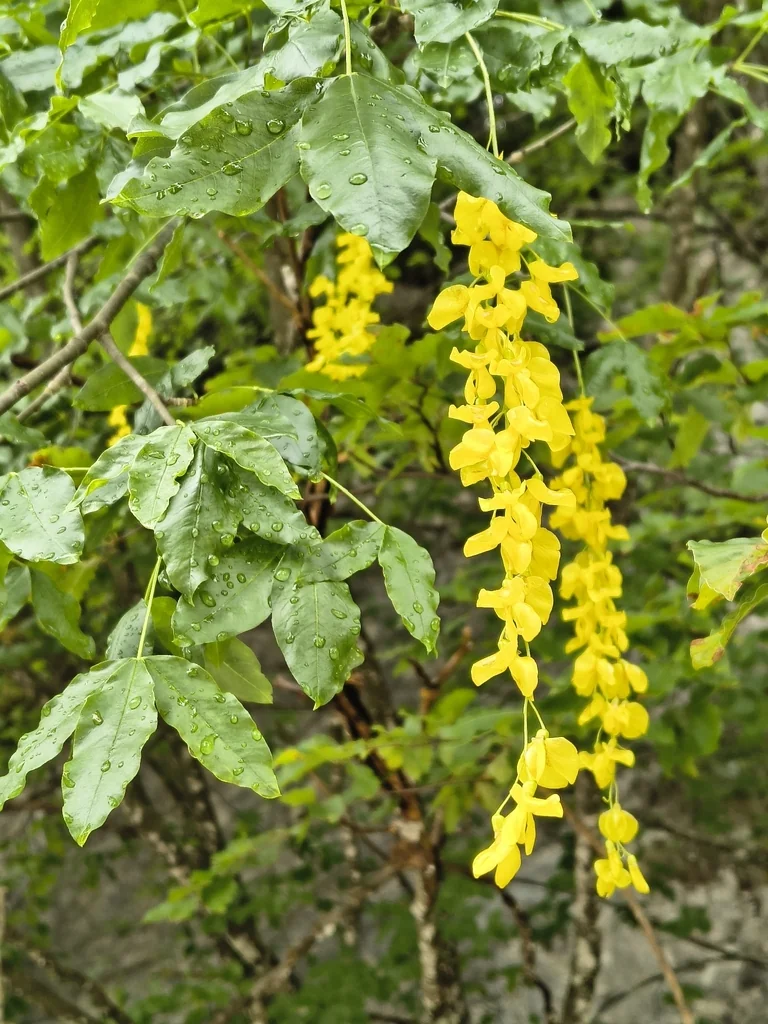 Laburnum Alpinum
