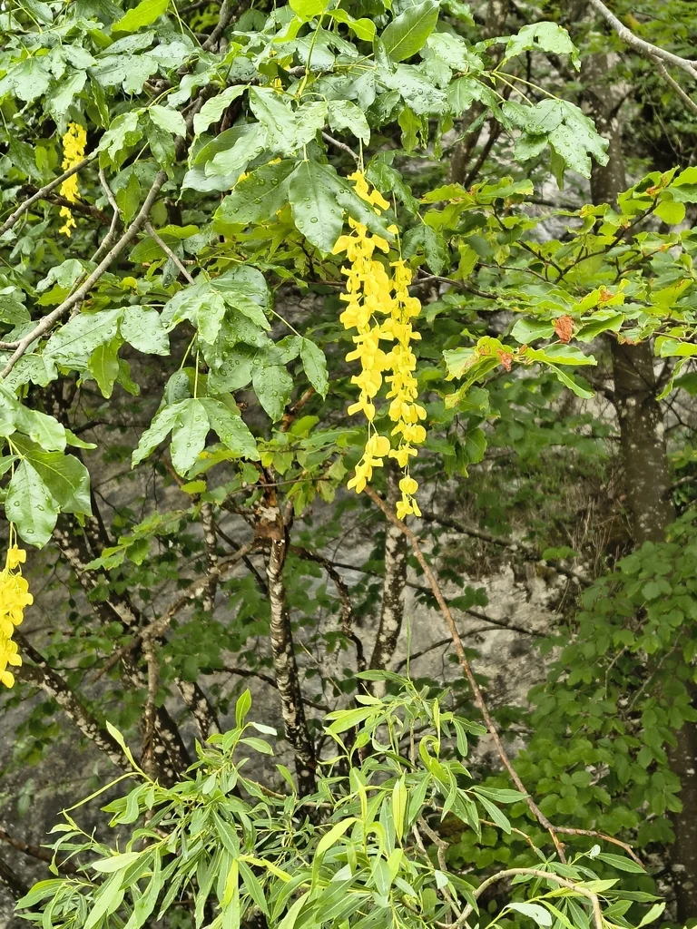 Laburnum Alpinum