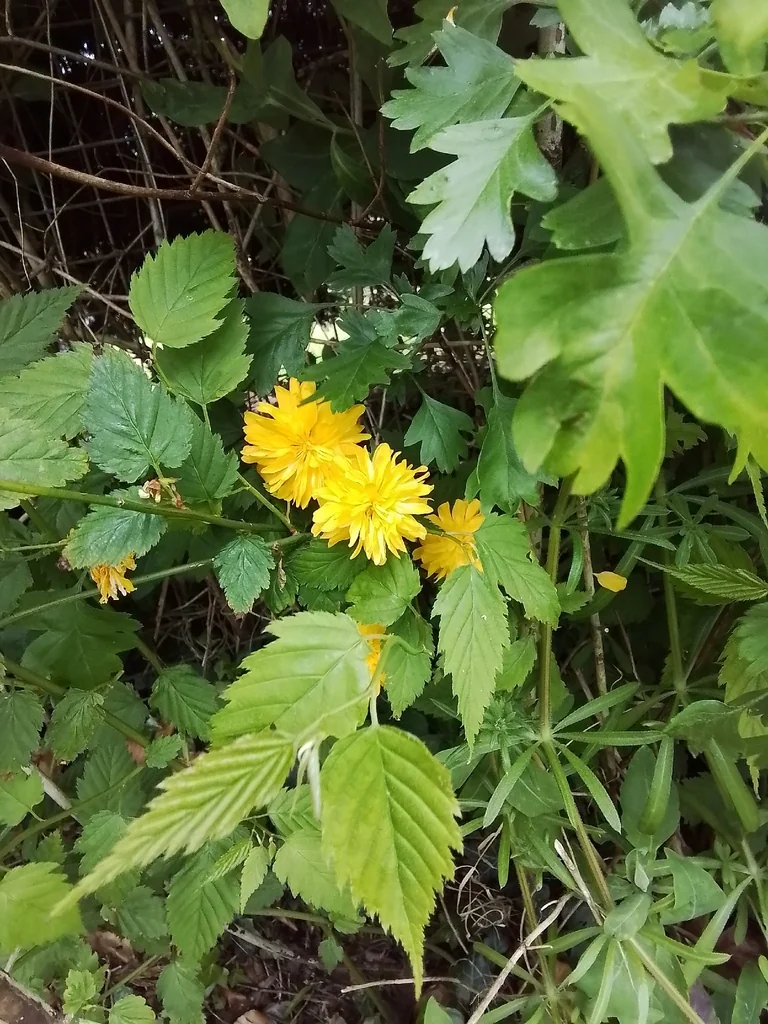 Kerria Japonica