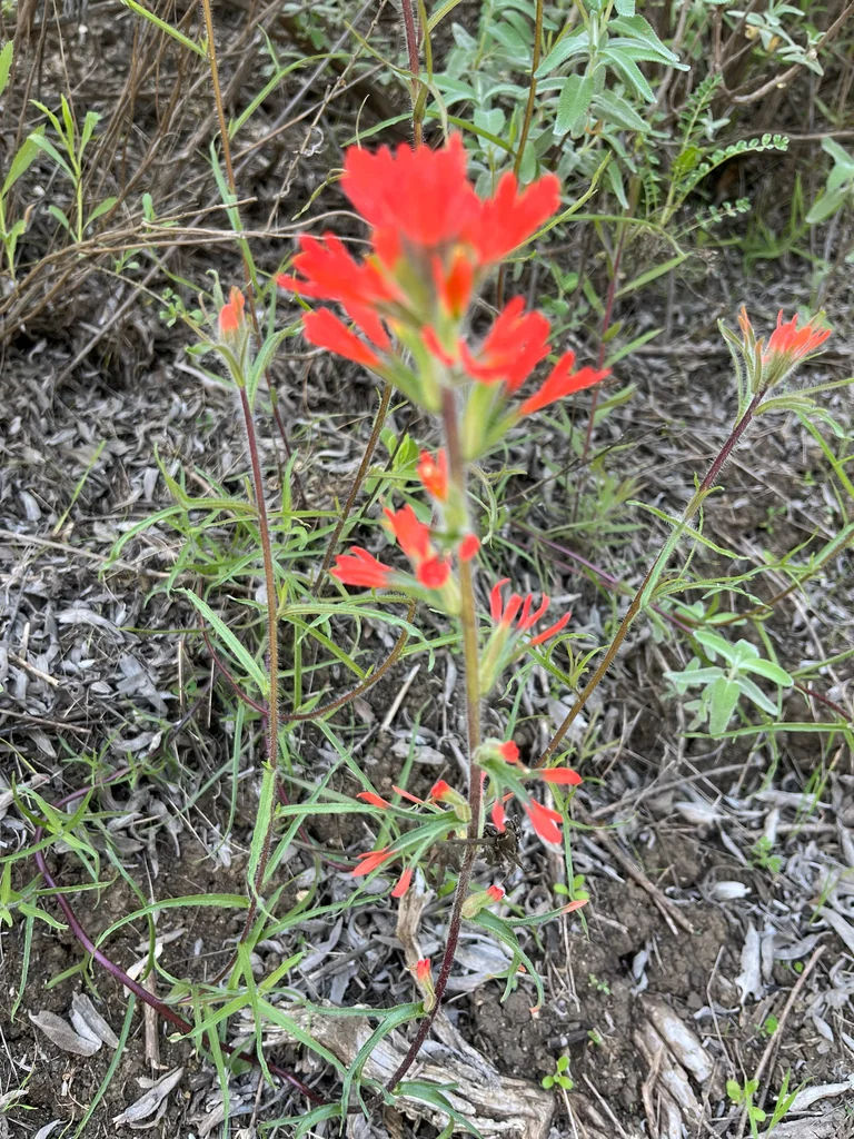 Castilleja Affinis