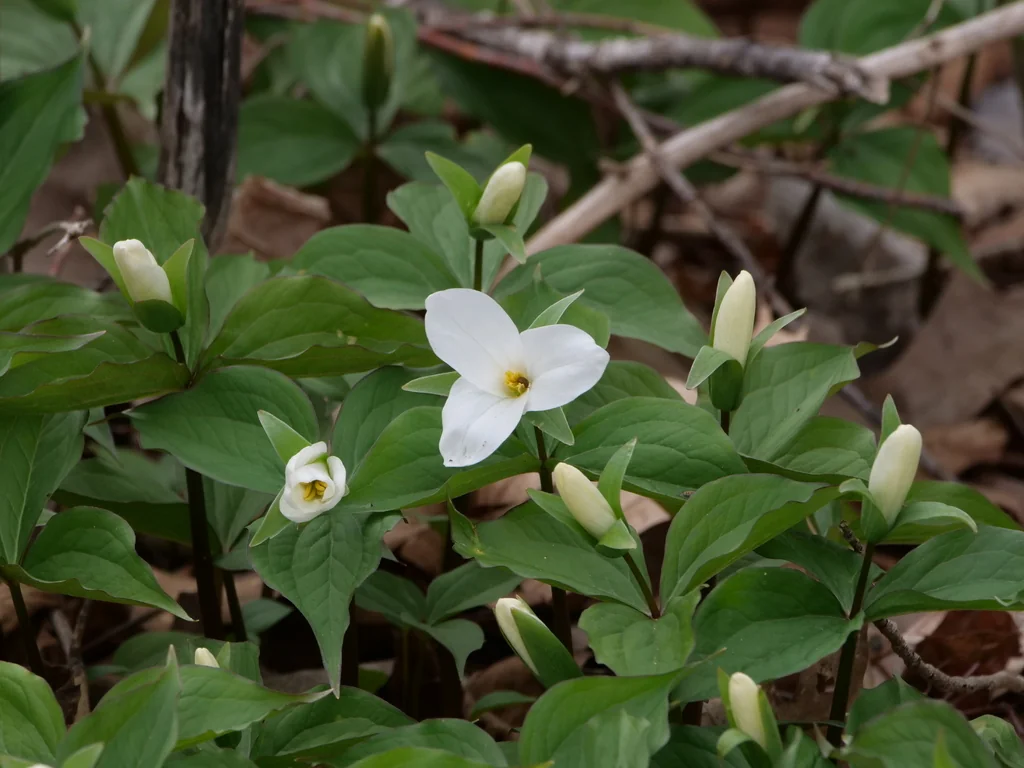 Trillium Grandiflorum