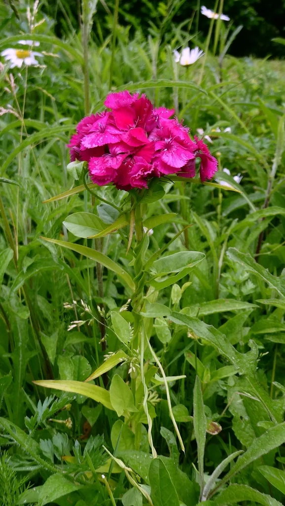 Dianthus Barbatus
