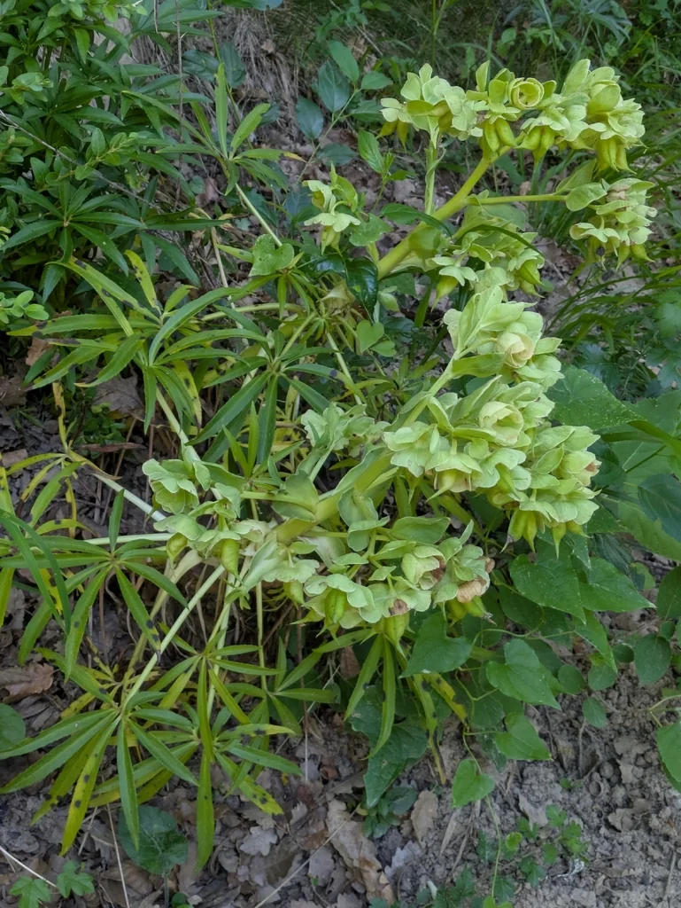 Helleborus Foetidus