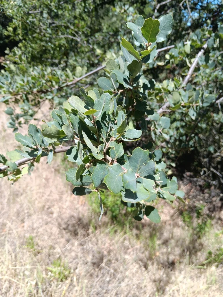 Quercus dumosa