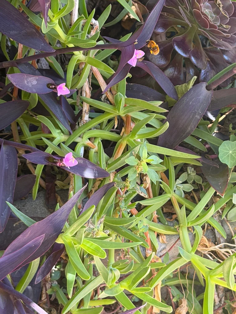 Tradescantia pallida